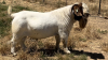 1X Boer Goat STUD Buck Jourdan Boerbokstoet