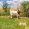 1X Boer Goat FLOCK Buck Nel Boerdery - 2