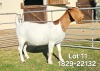 1X Boer Goat FLOCK Doe Odessa Boerbokstoet