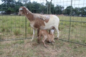 1X OOI met lam/EWE with lamb J Afrika - Mandla Seopela - 082 044 4712 (Highest Bidder may choose A, B or C of Lot round or take all - Pay per piece. Choice once per Lot round, Rest to take all)