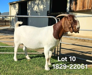 1X Boer Goat STUD Doe Odessa Boerbokstoet