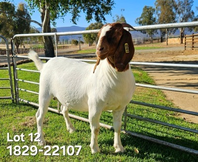 1X Boer Goat FLOCK Doe Odessa Boerbokstoet