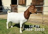 1X Boer Goat FLOCK Doe Odessa Boerbokstoet