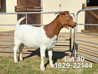 1X Boer Goat FLOCK Doe Odessa Boerbokstoet