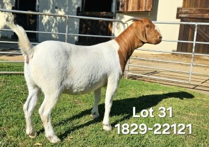 1X Boer Goat FLOCK Doe Odessa Boerbokstoet