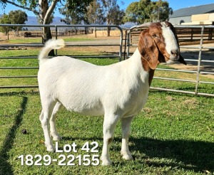 1X Boer Goat STUD Doe Odessa Boerbokstoet