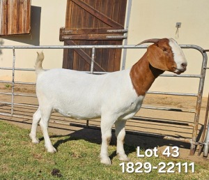 1X Boer Goat FLOCK Doe Odessa Boerbokstoet