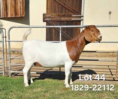 1X Boer Goat FLOCK Doe Odessa Boerbokstoet