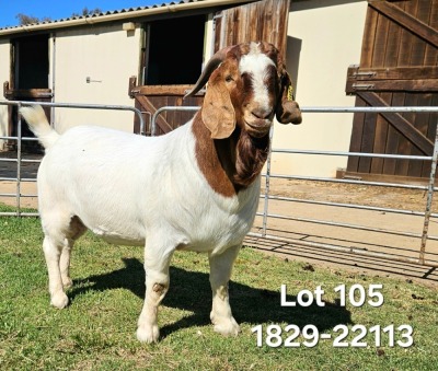 1X Boer Goat STUD Buck Odessa Boerbokstoet