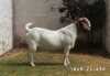 1X Boer Goat FLOCK Buck Posstal Boerbokstoet (nr. 1849)