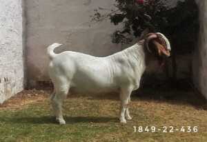 1X Boer Goat FLOCK Buck Posstal Boerbokstoet (nr. 1849)