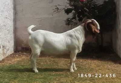 1X Boer Goat FLOCK Buck Posstal Boerbokstoet (nr. 1849)