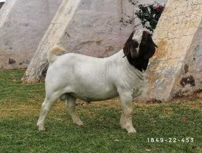 1X Boer Goat FLOCK Buck Posstal Boerbokstoet (nr. 1849)