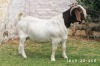 1X Boer Goat STUD Buck Posstal Boerbokstoet (nr. 1849)