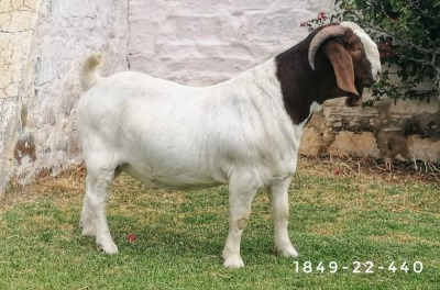 1X Boer Goat STUD Buck Posstal Boerbokstoet (nr. 1849)