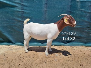 1X Boer Goat FLOCK Doe Tankwa Boerbokstoet