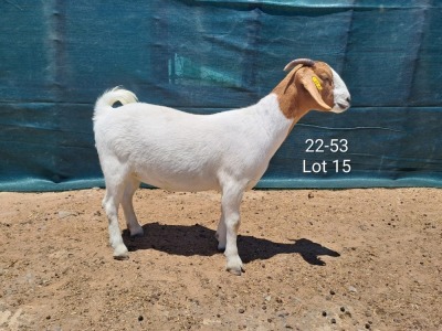 1X Boer Goat FLOCK Doe Tankwa Boerbokstoet