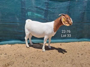 1X Boer Goat FLOCK Doe Tankwa Boerbokstoet