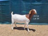 1X Boer Goat FLOCK Doe Tankwa Boerbokstoet