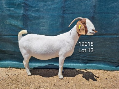 1X Boer Goat FLOCK Doe Tankwa Boerbokstoet