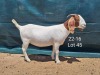 1X Boer Goat FLOCK Doe Tankwa Boerbokstoet