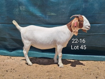 1X Boer Goat FLOCK Doe Tankwa Boerbokstoet