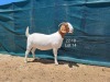 1X Boer Goat FLOCK Doe Tankwa Boerbokstoet