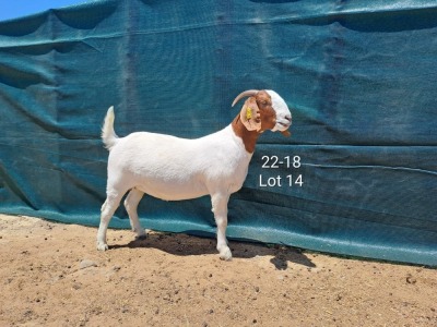 1X Boer Goat FLOCK Doe Tankwa Boerbokstoet