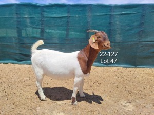 1X Boer Goat FLOCK Doe Tankwa Boerbokstoet