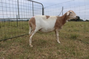 1X OOI/EWE J Afrika - Mandla Seopela - 082 044 4712