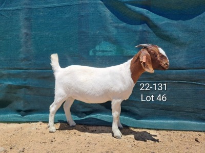 1X Boer Goat FLOCK Doe Tankwa Boerbokstoet