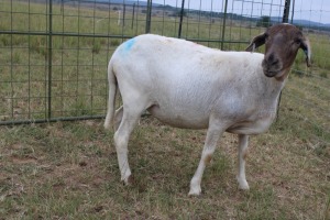 1X OOI/EWE J Afrika - Mandla Seopela - 082 044 4712