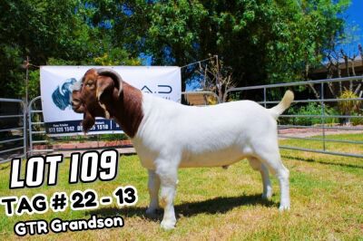 1X Boer Goat FLOCK Buck JJAD Boer Goat Stud Breeders