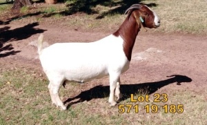 1X Boer Goat FLOCK Doe Biedouw Boerbokstoet no. 571