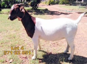 1X Boer Goat FLOCK Doe Biedouw Boerbokstoet no. 571