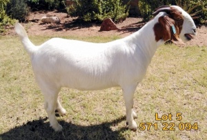 1X Boer Goat FLOCK Doe Biedouw Boerbokstoet no. 571