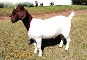 1X Boer Goat FLOCK Doe Biedouw Boerbokstoet no. 571