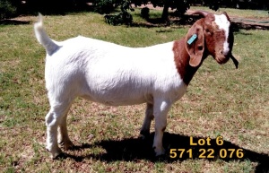 1X Boer Goat FLOCK Doe Biedouw Boerbokstoet no. 571