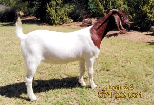 1X Boer Goat FLOCK Doe Biedouw Boerbokstoet no. 571