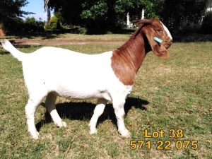 1X Boer Goat FLOCK Doe Biedouw Boerbokstoet no. 571