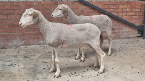 2x SA VLEIS MARINO FEMALE JOANNE SPEEDY (Pay per animal}