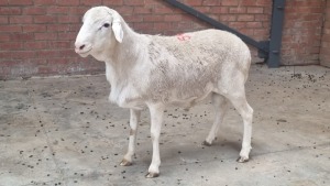 1x VAN ROOY MALE GOEDGEDACHT HFB BOERDERY