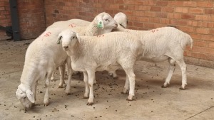 5x VAN ROOY MALE GOEDGEDACHT HFB BOERDERY (Pay per animal}