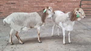 2x ROOIKOP PERSIE MALE GOEDGEDACHT HFB BOERDERY (Pay per animal}