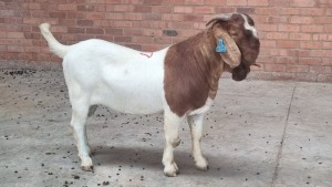 1x BOERBOK MALE FRANCOIS BOUWER