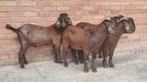 4x KALAHARI RED MALE FRANCOIS BOUWER (Pay per animal}