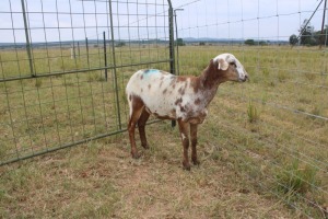 1X OOI/EWE J Afrika - Mandla Seopela - 082 044 4712