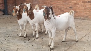 3x BOERBOK MALE CORNE DU PLESSIS SAFARIS (Pay per animal}