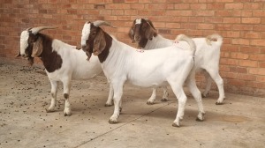 3x BOERBOK MALE CORNE DU PLESSIS SAFARIS (Pay per animal}