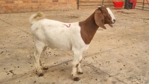 1x BOERBOK FEMALE CORNE DU PLESSIS SAFARIS